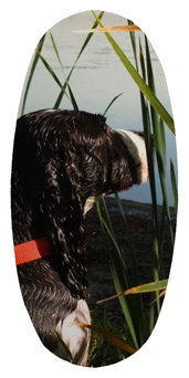 DASOV 312 Gone Hunting (Duck with Dog)